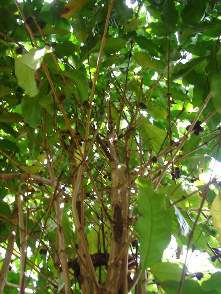 Waialua Coffee Tree
 picture by 7_Heads