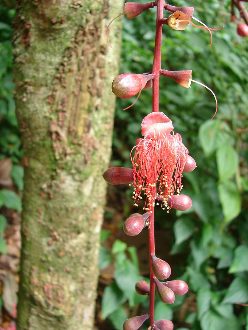 Barringtonia calyptrocalyx
Barringtonia calyptrocalyx germinates in the wild from fruits dropped on the ground or spread by bats.
 picture by 7_Heads