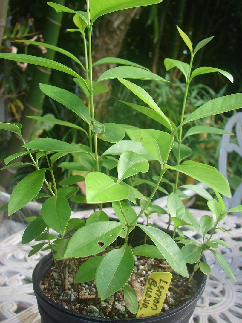 Yellow Fruit Form Strawberry Guava