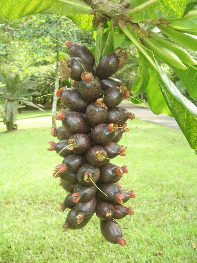 Barringtonia edulis Fruits.
The English common name is Cut Nut. 
The Barringtonia edulis tree germinates in the wild from fruits dropped on the ground or spread by bats.
 picture by 7_Heads