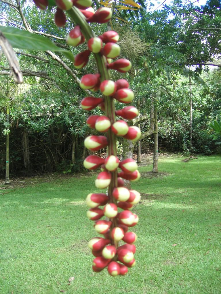 Barringtonia edulis Fruits reach
    maturity two months after flowering.