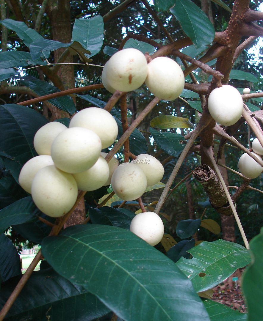 Silver Boodyarra is one of the world's most interesting trees.  Silver Boodyarra, Aglaia argentea