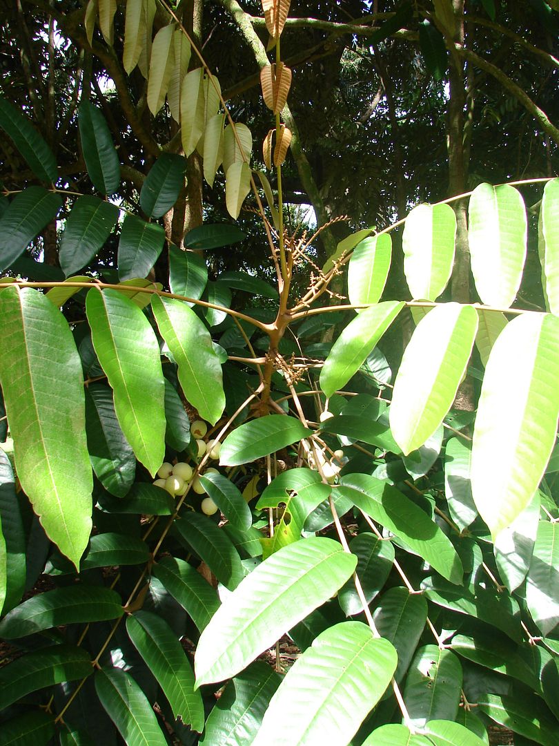 Silver Boodyarra is a large canopy tree up to 80 feet.