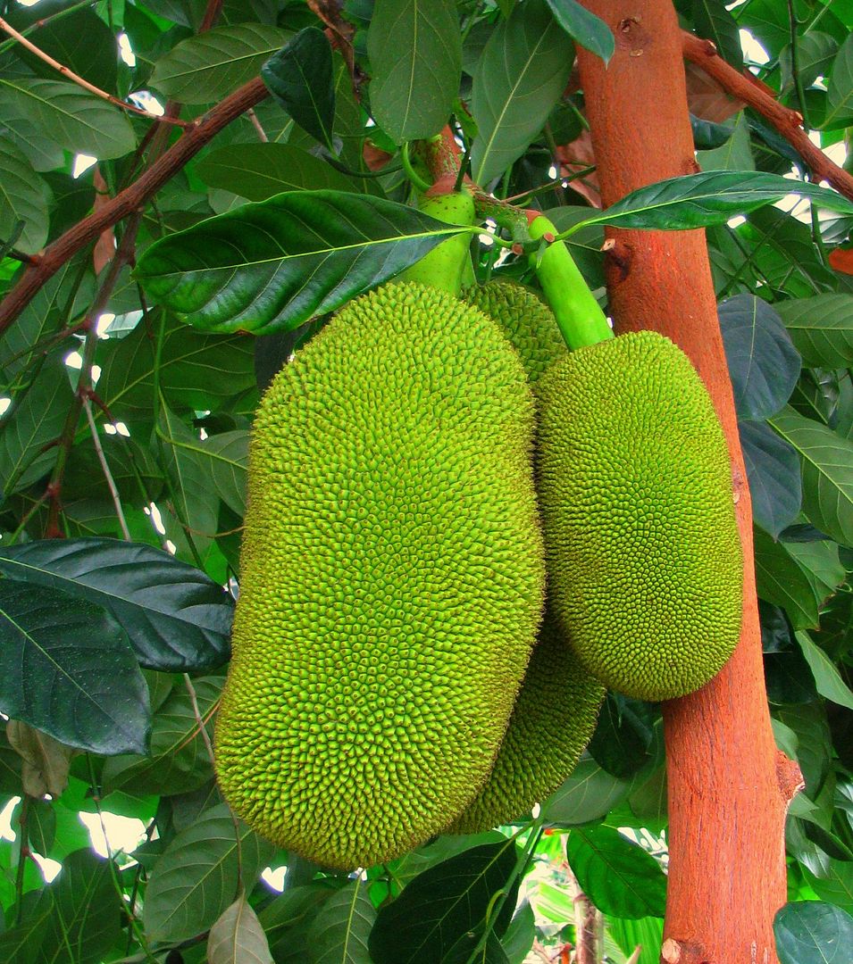 Jakfruit 
World's Largest Fruit
Artocarpus heterophyllus