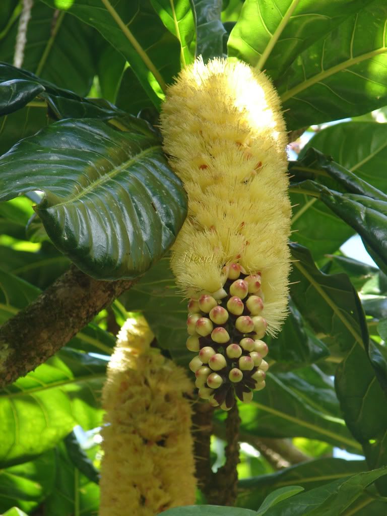 Barringtonia edulis FLowers.
The Barringtonia edulis tree Flowering occurs several times a year.
 picture by 7_Heads