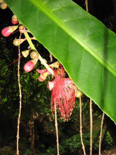 Barringtonia calyptrocalyx
Barringtonia calyptrocalyx germinates in the wild from fruits dropped on the ground or spread by bats.
 picture by 7_Heads