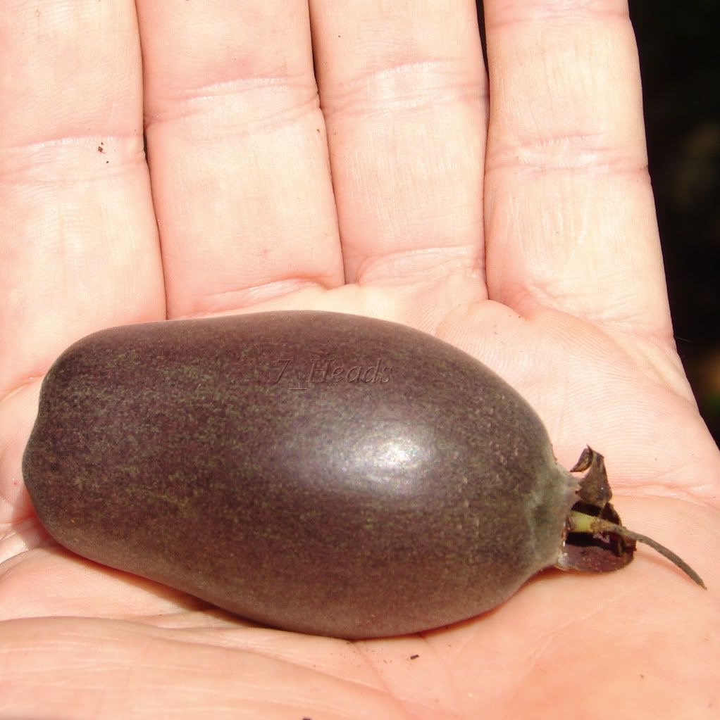 Fruit of the Barringtonia edulis is a rare fruit.
 picture by 7_Heads