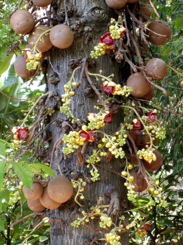 Cannon Ball Tree in Flower and Fruit.