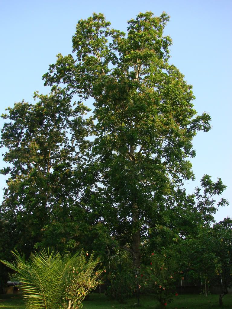 Wild Cashew Nut Tree