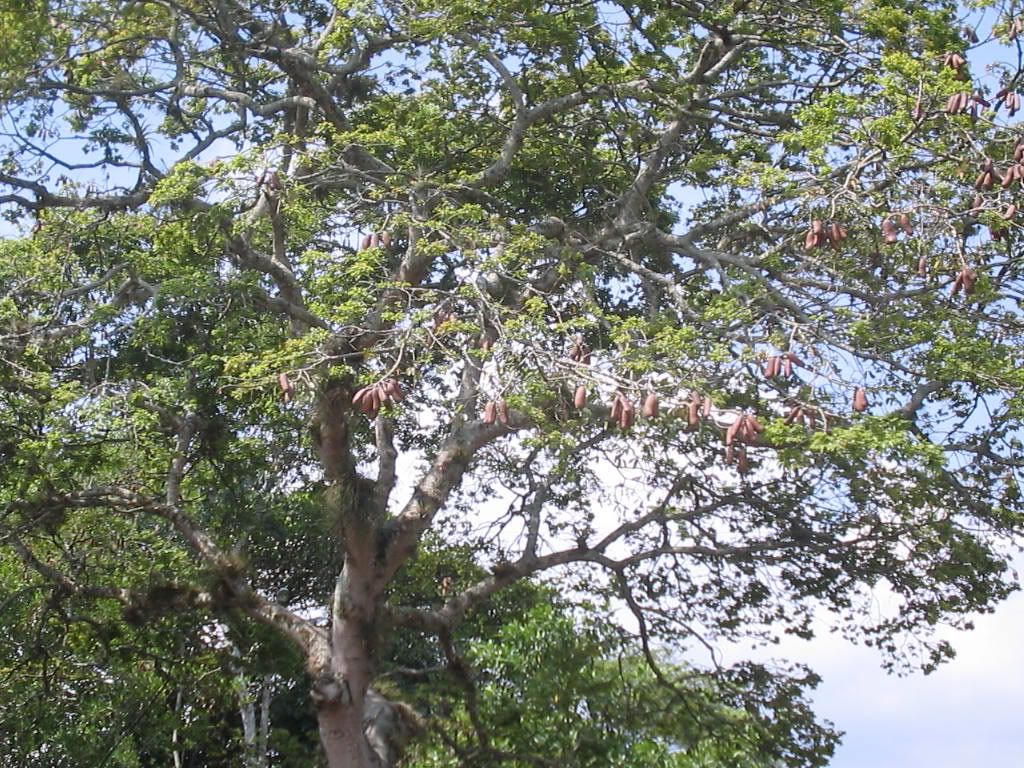 Wild Cashew Tree in Habitat