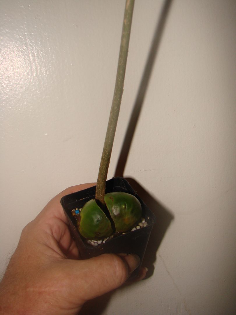 Wombai seedling similar to offer item