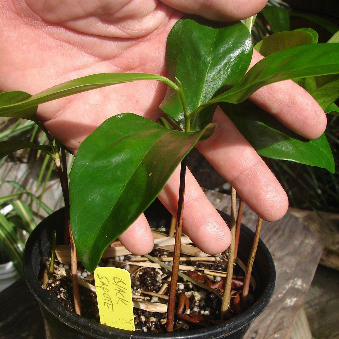 Black Sapote Seedling offered for sale