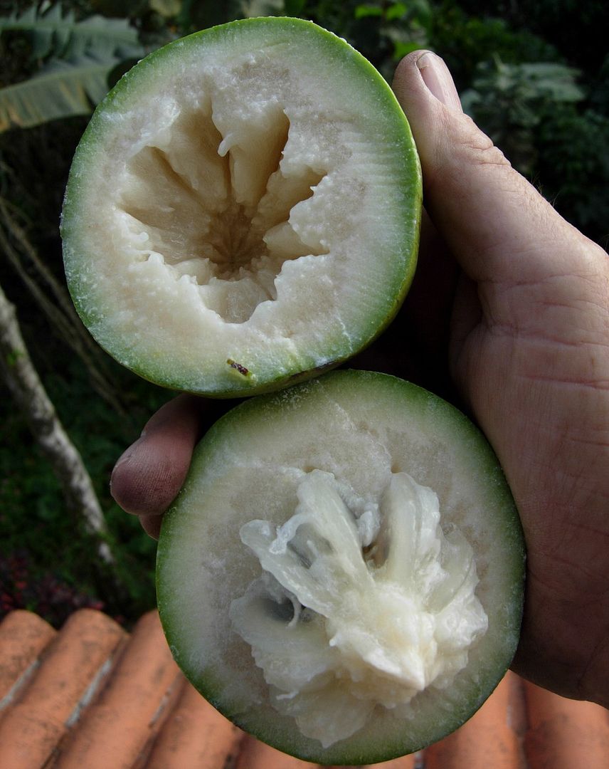 Emerald Star Apple produces a deep green round, baseball sized fruit.
  A single tree can produce hundreds of fruit. 
Chrysophyllum cainito