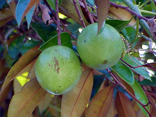 Emerald Star Apple fruit has sweet clear light whitish flesh that surrounds large black seeds.
Chrysophyllum cainito