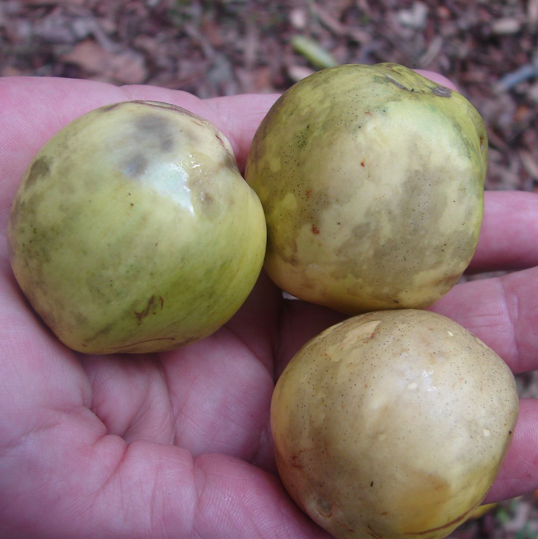 Indian Star Apple
 Chrysophyllum roxburghii