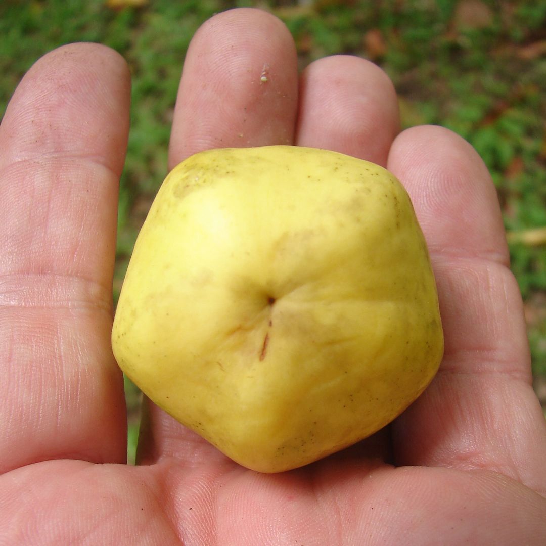 Indian Star Apple
 Chrysophyllum roxburghii