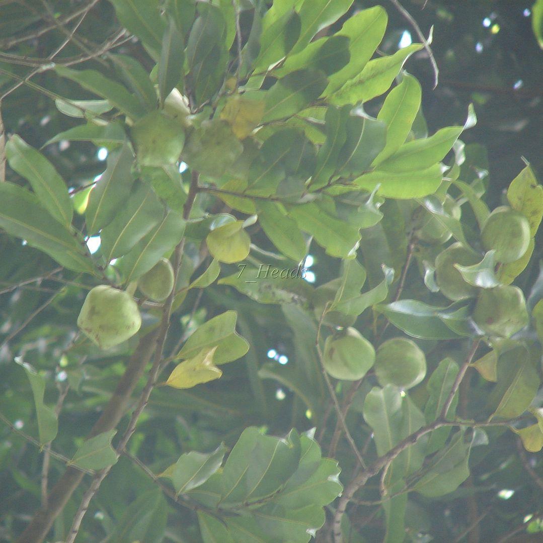 Indian Star Apple
 Chrysophyllum roxburghii