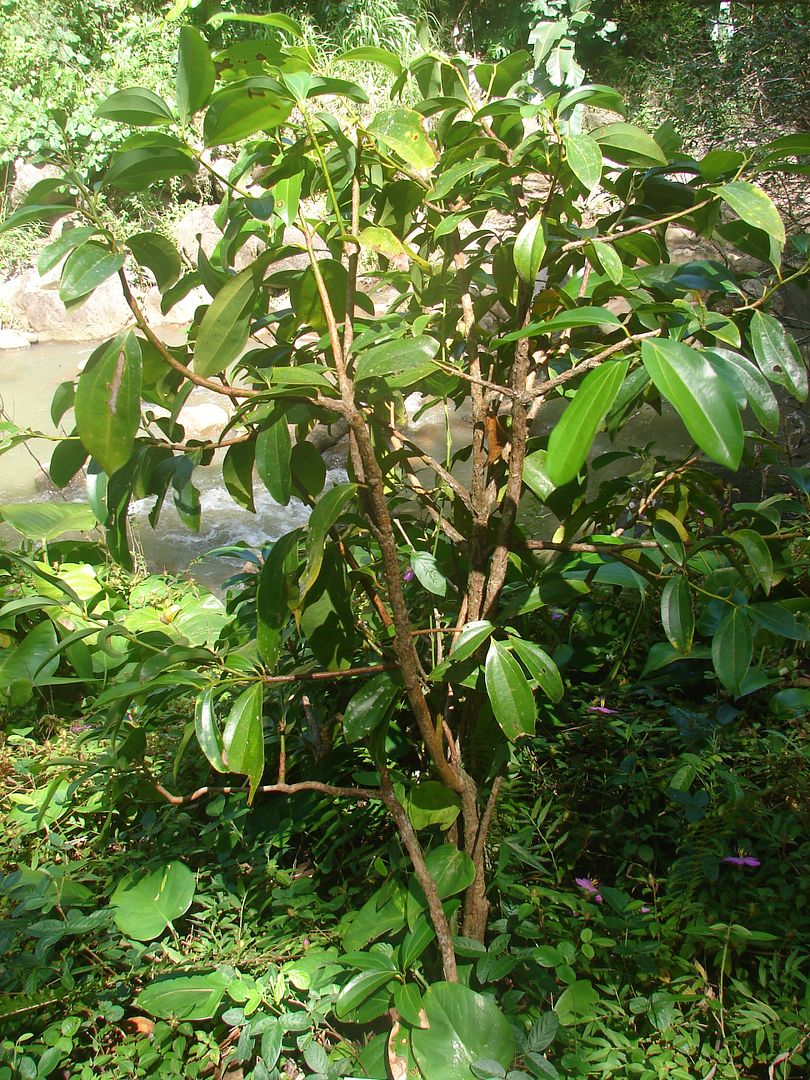 Cinnamon tree, Cinnamomum Zeylanicum.