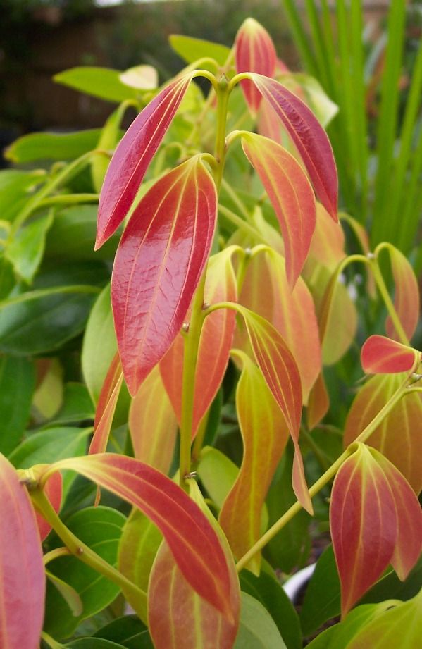 Cinnamon Mature foliage is shiny, light green leaves which can be four to seven inches long. New leaves emerge pale to pinkish.