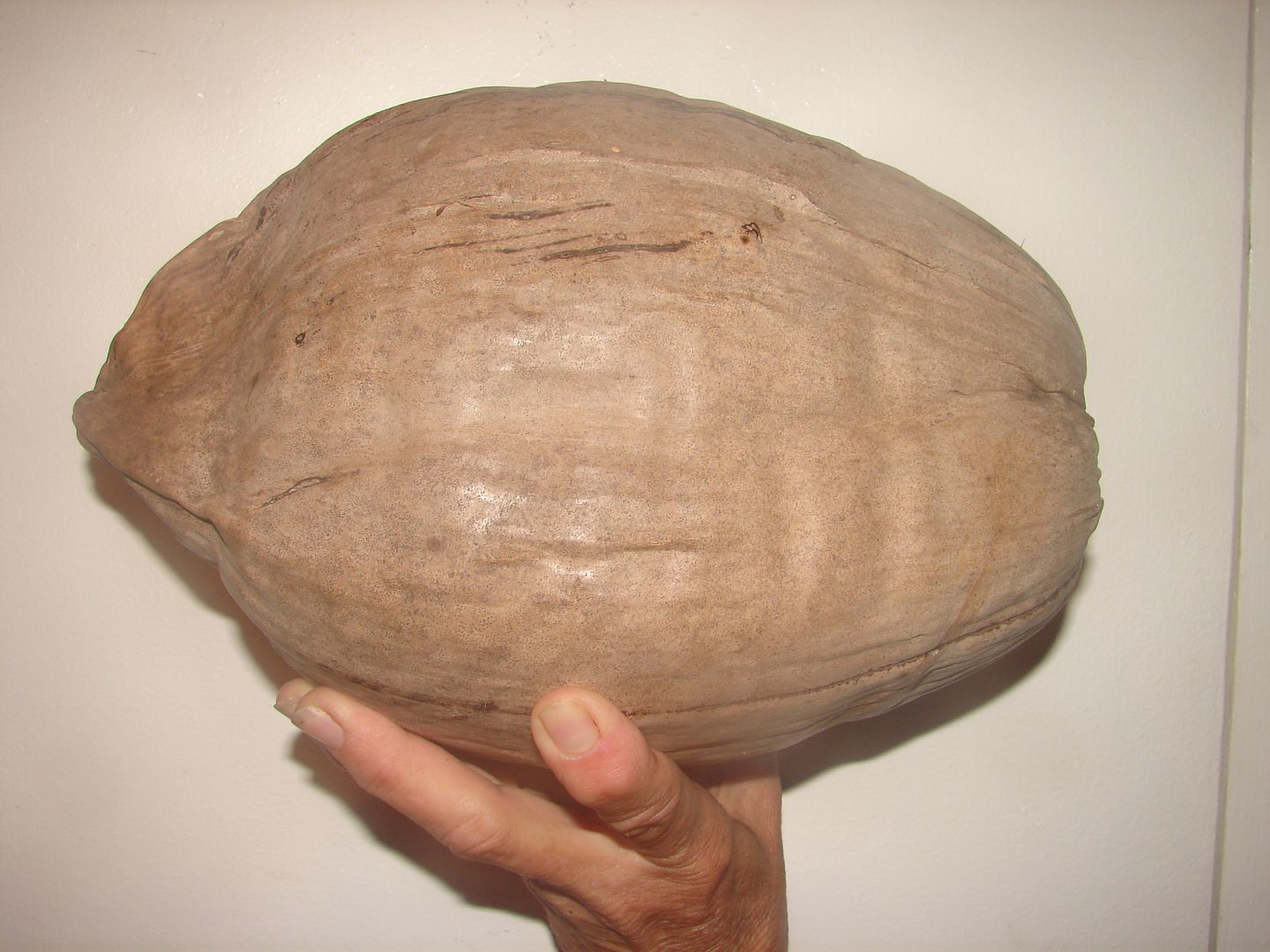 Cocos nucifera Coconut Palm seed.
Coconut fruits are oval and covered with a
    smooth skin which can be bright green, brilliant orange or ivory colored.