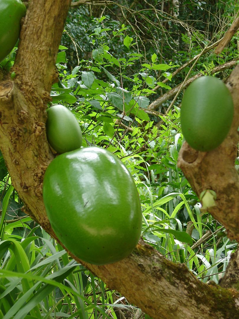 Calabash Gourd Tree is one of the world's most interesting trees.  La'amia, Crescentia cujete Linnaeus
