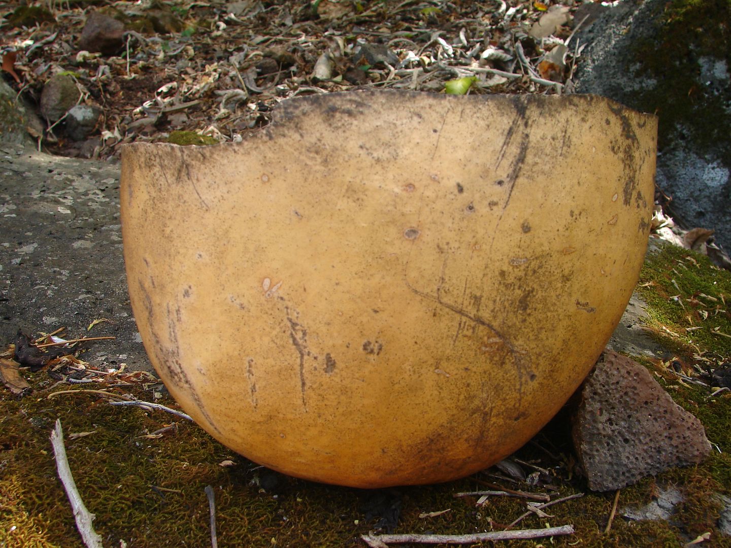 Calabash Gourd Tree is one of the world's most interesting trees.  La'amia, Crescentia cujete Linnaeus