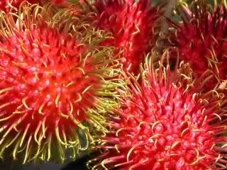 Rambutan fruit gets its name, no surprise, from the Malaysian word for hair, 'rambut', referring to the spiky rind.