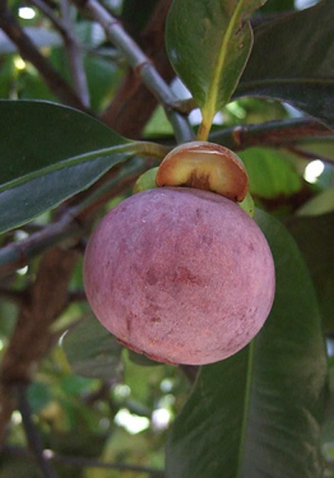 Garcinia mangostana Canopy Detail.
 The Mangosteen tree is an attractive ornamental.