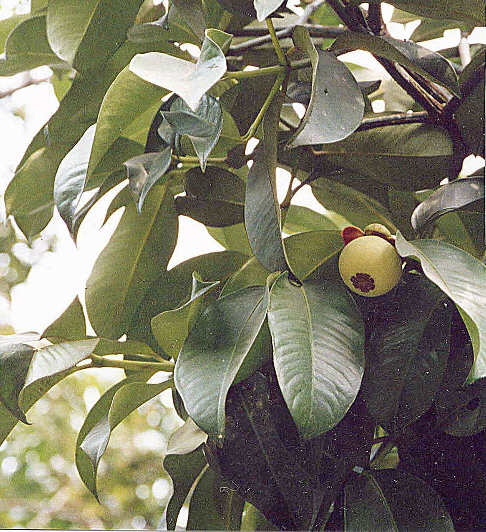 Mangosteen Tree
 Garcinia mangostana