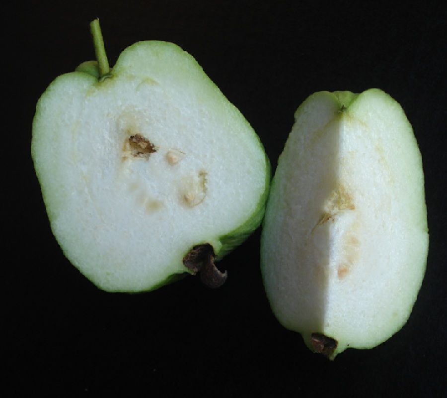 White Guava
Crystal Seedless Guava