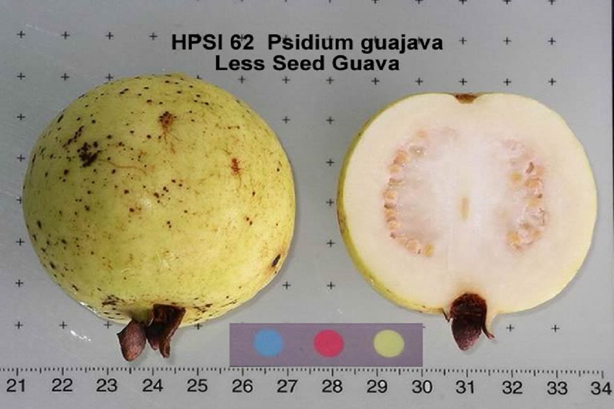 White Guava
Crystal Seedless Guava