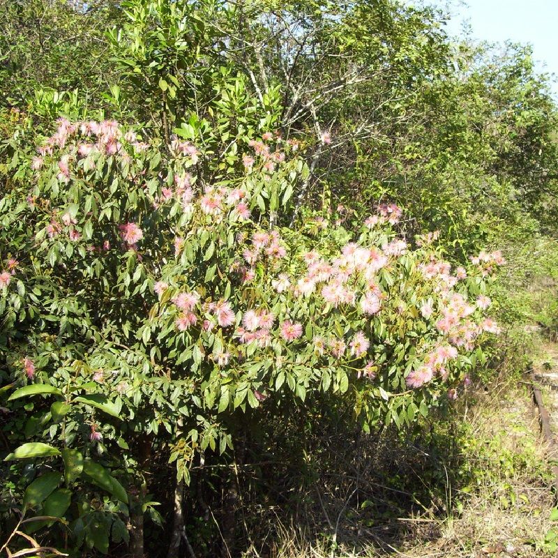 Pink Ice Cream Bean, Monkey Tamarind (Inga vulpina)