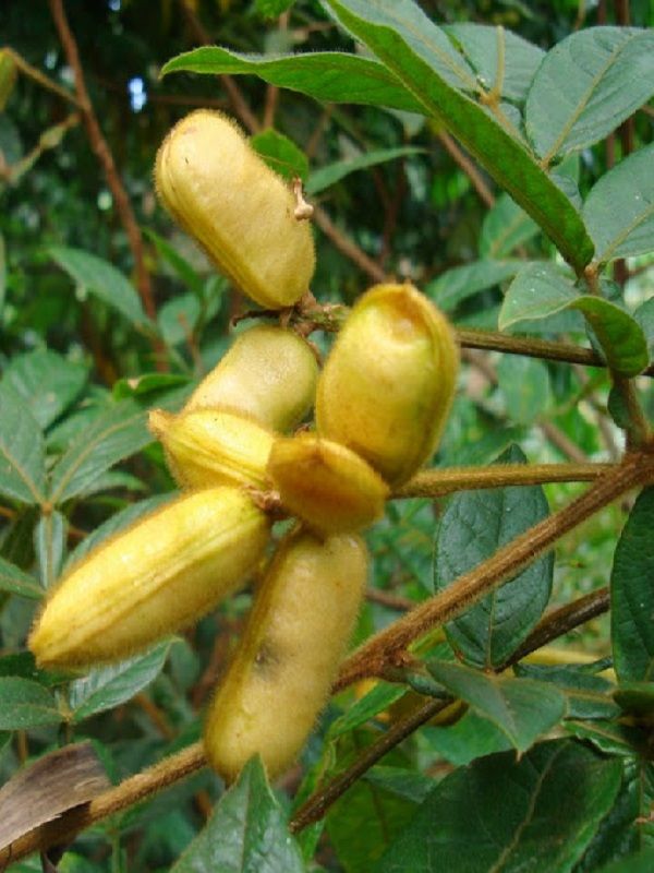 Pink Ice Cream Bean, Monkey Tamarind (Inga vulpina)