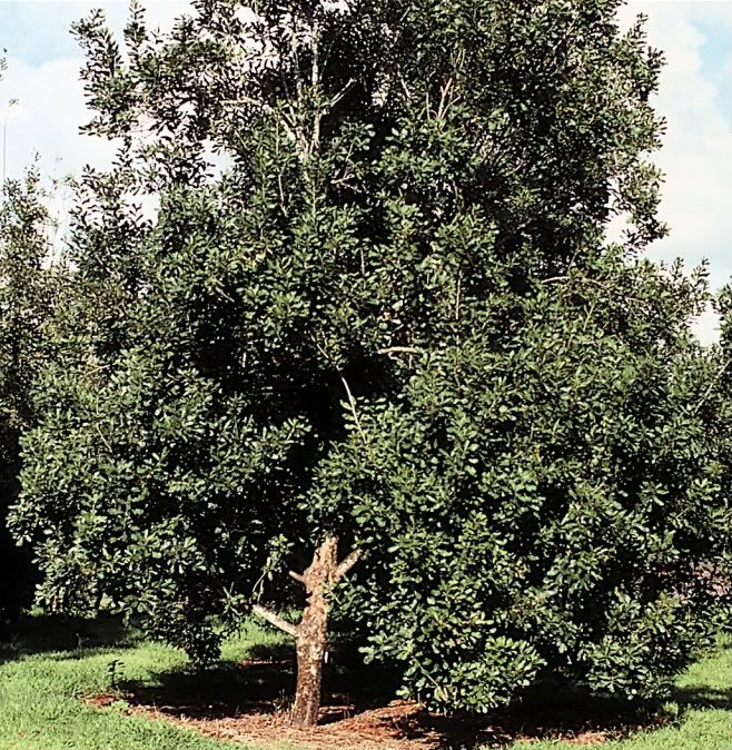 Macadamia Tree