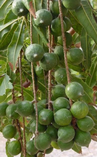 Macadamia Fruit Trees are attractive large, spreading evergreen trees.