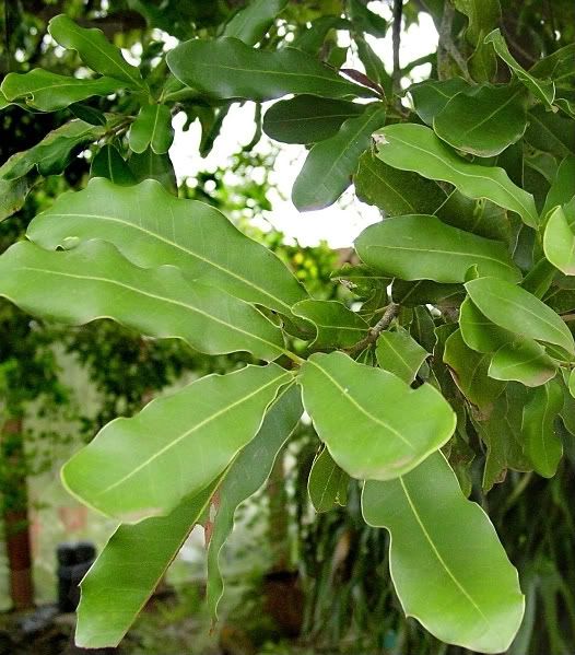 Macadamia leaf detail