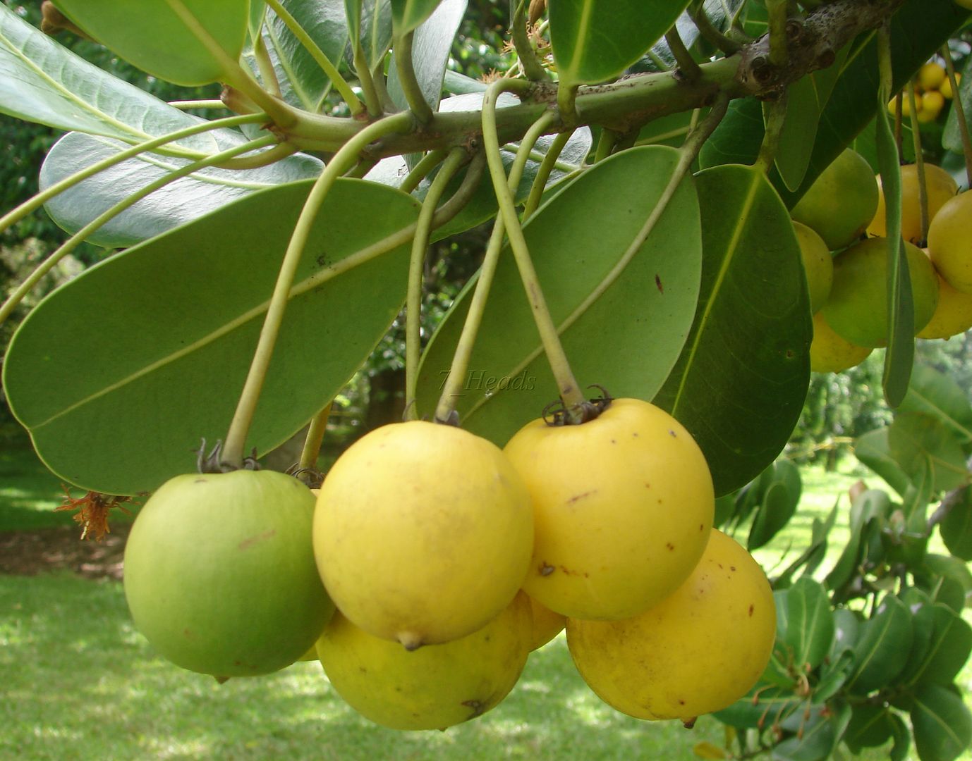 Beach Apricot Tree is a very ornamental tree with yellow-green fruits.