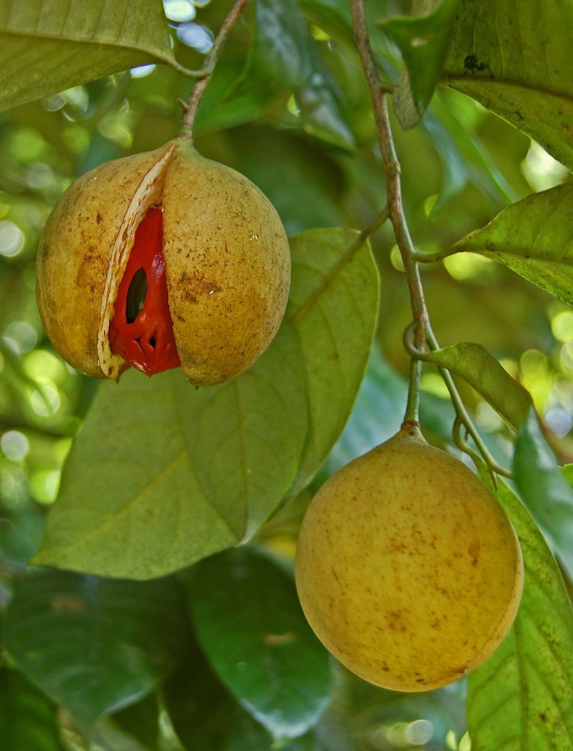 When fully mature it splits in two, exposing a crimson-colored edible pulp surrounding a single seed, the nutmeg.