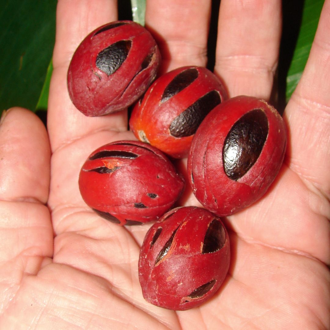 Nutmeg seeds offered for bid.