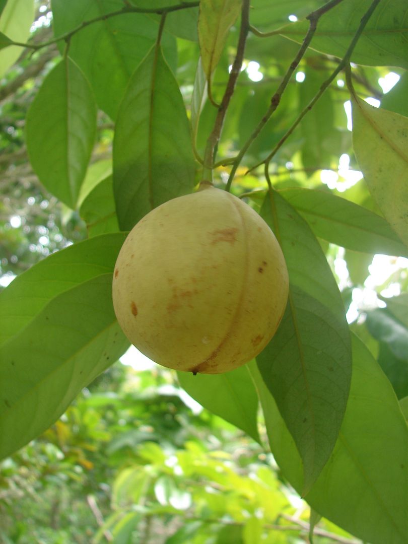 NUTMEG Myristica fragrans APHRODISIAC Fragrant SPICE Tree Seedling