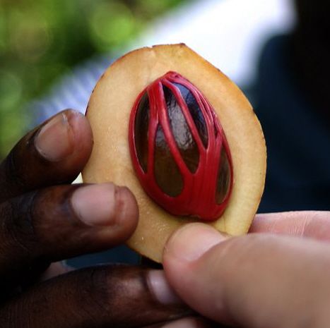 Nutmeg is not a nut, but the kernel of an apricot-like fruit.