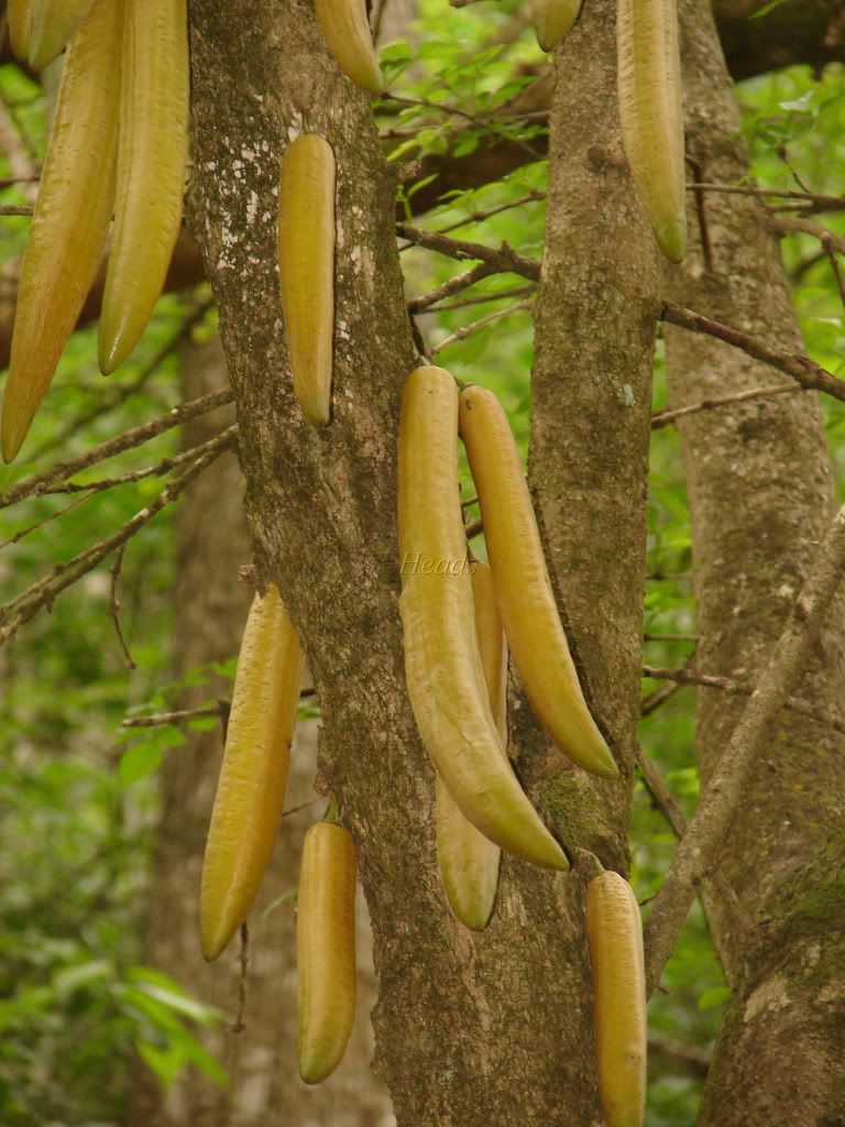 Candle Stick Tree 
    The unusual fruits and seeds of the Candle Stick Tree are edible and are safe for human consumption.