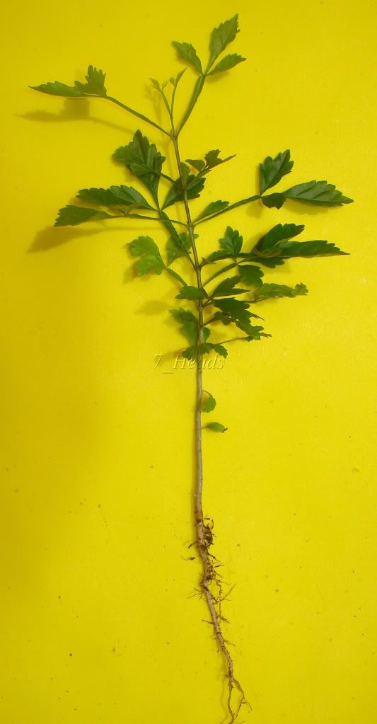 Candle Stick Tree Seedling offered for sale.