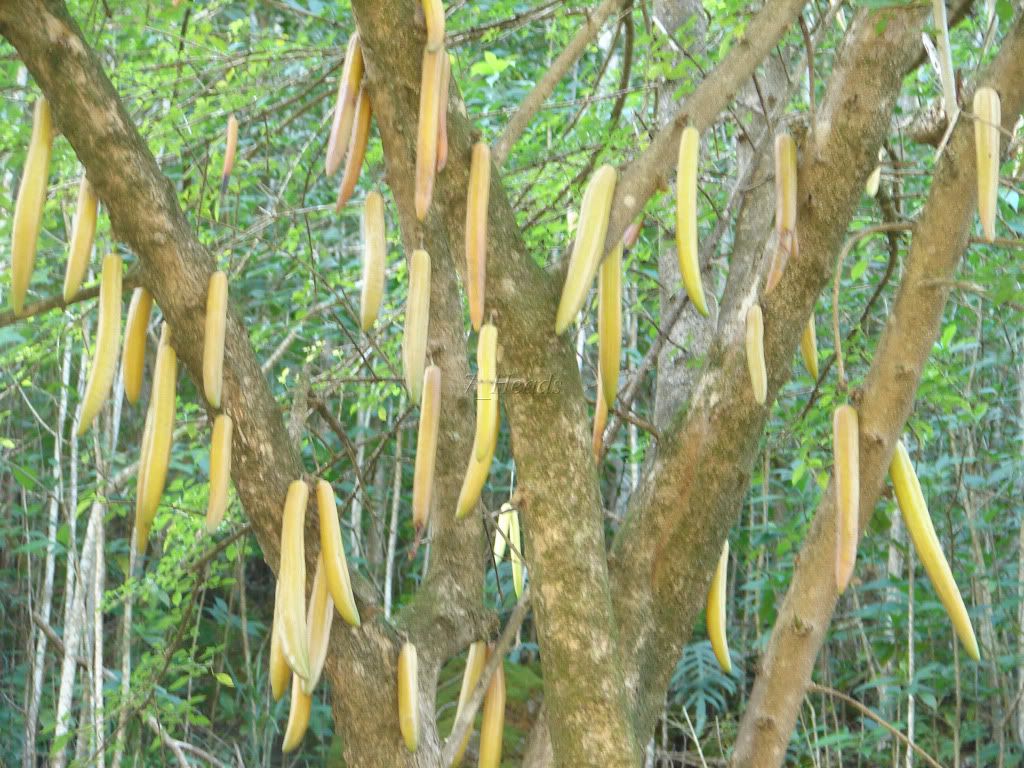 Candle Stick Tree with thousands of waxy skinned, green-yellow fruits.