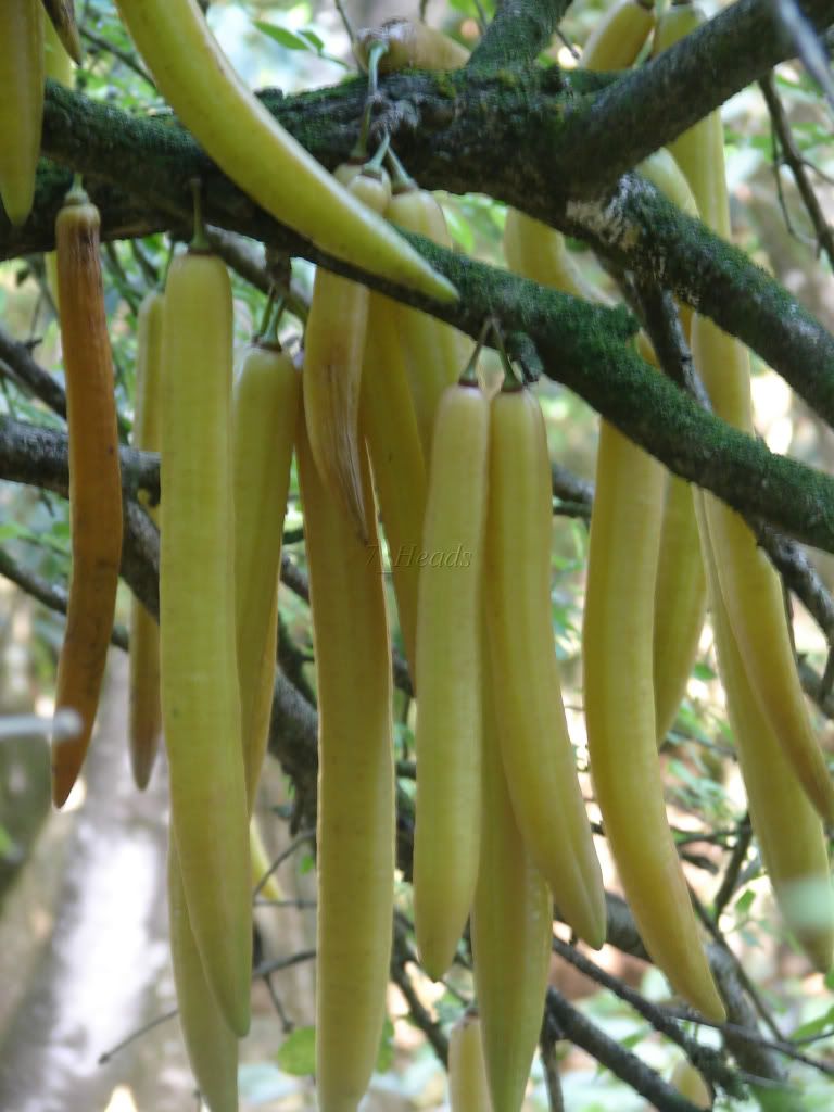 Candle Stick Tree
 A striking Tropical fruit tree producing thousands of long thin, waxy skinned green-yellow fruits resembling tapered candles from its trunk and branches.