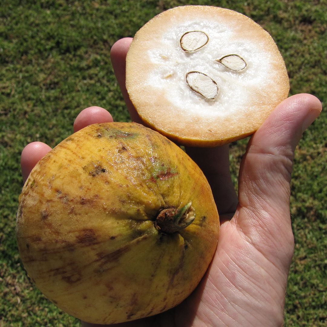 Santol fruits are called the 'Lolly Fruit' because you have to suck it to get the flavor, as the very tasty flesh sticks to the 3-5 seeds.