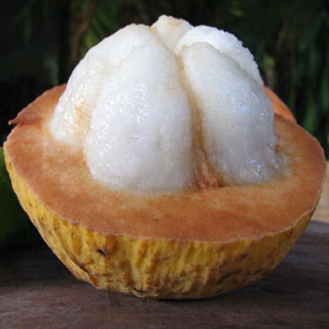 The Yellow Santol fruits are sweet apple sized yellowish fruits are large with a thick velvety rind.