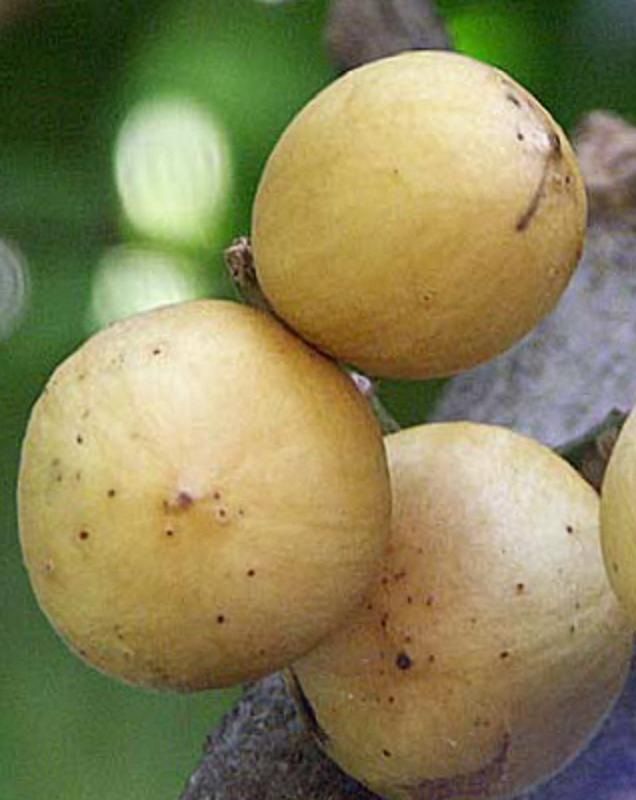 The Yellow Santol fruits are sweet apple sized yellowish fruits are large with a thick velvety rind.