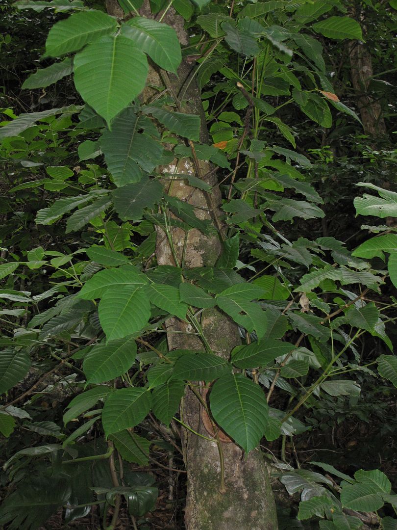 Santol's are tropical but can stand brief periods of frost.