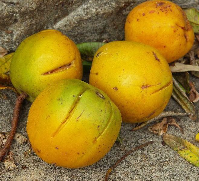 Exotic Live Golden Tahitian Apple Tropical Fruit Tree Spondias Dulcis